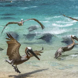 Galapagos sea lion (Zalophus wollebaeki) hunting cooperatively by driving Amberstripe