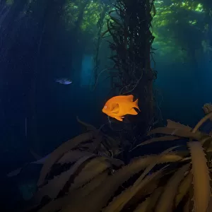 Garibaldi fish (Hypsypops rubicundus) and Giant Kelp (Macrocystis pyrifera) forest