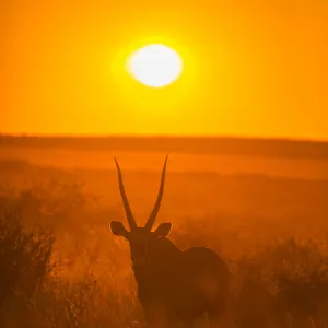 Gemsbok (Oryx gazella) silhouetted at dawn, Kalahari Desert, Botswana