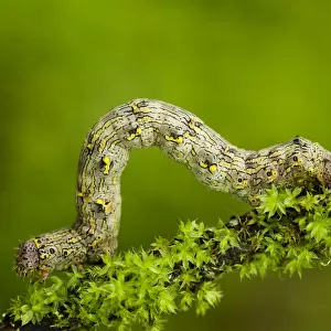 Geometrid moth (Geometridae sp) caterpillar moving along twig, Triglav National Park