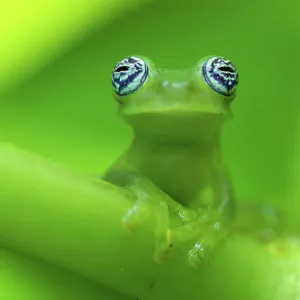 Ghost glass frog (Centrolenella ilex) portrait, Costa Rica