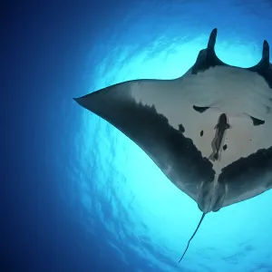 E Gallery: Eagle Ray