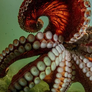 Giant pacific octopus (Enteroctopus dofleini) swimming freely after release from captivity, Vancouver Island, British Columbia, Canada, Pacific Ocean