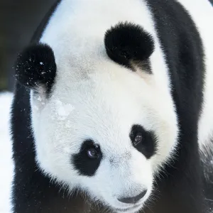 Giant panda (Ailuropoda melanoleuca) in snow, captive