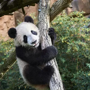 Giant Panda cub (Ailuropoda melanoleuca) climbing. Yuan Meng, first Giant panda even born in France