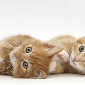 Two ginger kittens lying on their sides