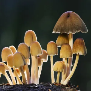 Glistening ink caps (Coprinus micaceus) Bolderwood, New Forest National Park, Hampshire