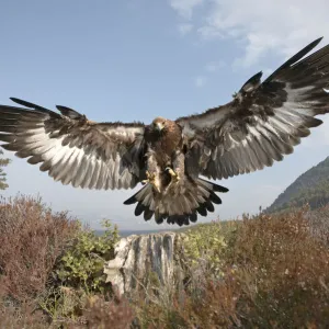 Golden eagle (Aquila chrysaetos) sub-adult male (two years) flying down to take prey