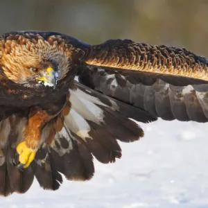 Golden Eagle (Aquila chrysaetos) in flight. Utajrvi, Finland. February