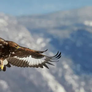 Golden Eagle (Aquila chrysaetos) juvenile in flight, Norway, November