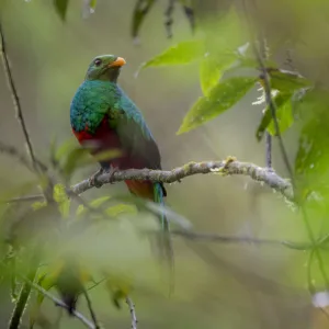 Golden-headed quetzal (Pharomachrus auriceps) Mindo, Pichincha, Ecuador