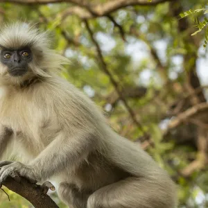 Golden langur (Trachypithecus geei) sitting in tree, Umanada Temple Island, Assam, India