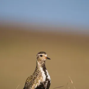 Golden plover (Pluvialis apricaria) adult on open moorland, breeding plumage, Shetland Islands