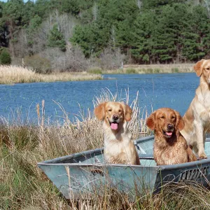 Golden retrievers in boat {Canis familiaris} USA