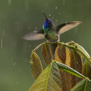 Golden Tailed Sapphire