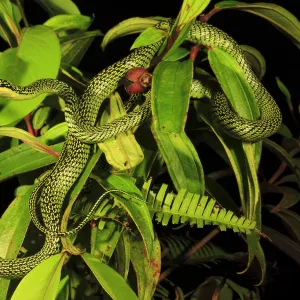 Golden tree snake (Chrysopelea ornata) male, Patong Beach, Phuket Island, Thailand