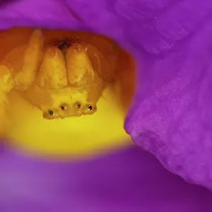 Spiders Jigsaw Puzzle Collection: Flower Crab Spider