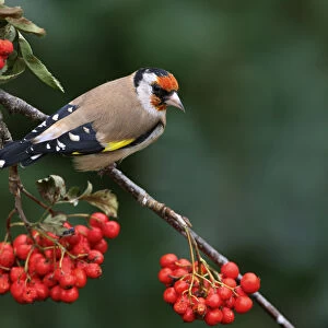 Goldfinch (Carduelis carduelis) perched on Rowan tree branch, Cheshire, UK, September