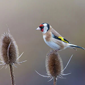 Goldfinch (Carduelis carduelis) perched on Teasel (Dipsacus sp. ) seedhead in winter, Germany. January