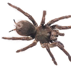 Spiders Collection: Goliath Birdeater Tarantula