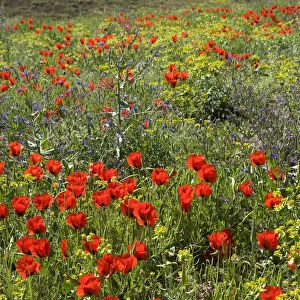 Grand-flowered horned poppies (Glaucium grandiflorum) in southern Turkey, June