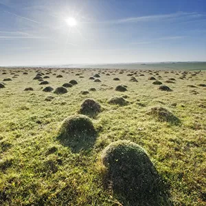 Grass covered anthills in ancient chalk grassland at dawn, Parsonage Down NNR, Wiltshire