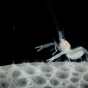 Gravid female Glass / Ghost shrimp on Glass sponge (Hexactinellida) from coral seamount