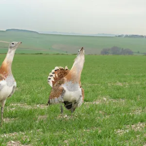 Bustards Collection: Great Bustard