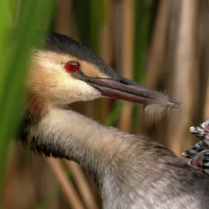 Great Grebe