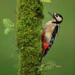 Great spotted woodpecker (Dendrocopos major), Scotland, November