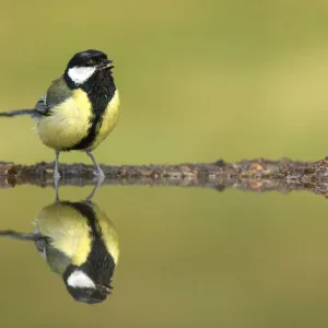 Great Tit (Parus major) drinking at garden pond, Scotland, UK. July