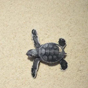 Green sea turtle (Chelonia mydas) hatchling making way to sea, Bonaire, Leeward Antilles