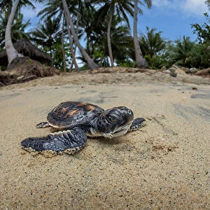 Green sea turtle (Chelonia mydas), hatchling, making its way across the beach to the ocean, Yap, Micronesia, Pacific Ocean