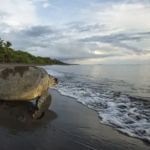 Green sea turtle female (Chelonia mydas) returning to the sea, Tortuguero National Park, Costa Rica