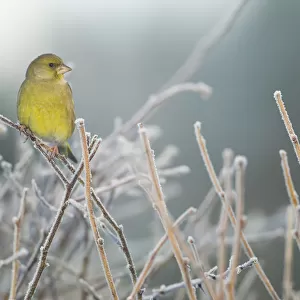 Greenfinch (Carduelis chloris) male perched in hedgerow in frost, Scotland, UK, December