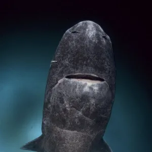 Greenland shark (Somniosus microcephalus) with parasitic copepod (Ommatokoita elongata)