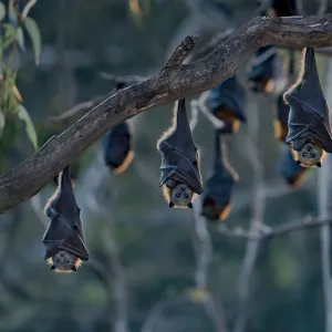 Grey-headed flying-foxes (Pteropus poliocephalus) at a colony hang together at sunset