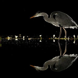 Herons Photographic Print Collection: Black Heron
