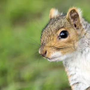 Western Gray Squirrel