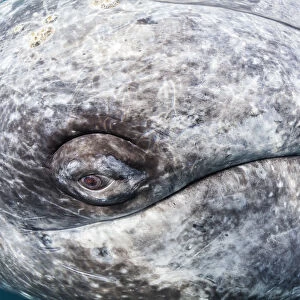 Grey whale (Eschrichtius robustus) eye, Magdalena Bay, Baja California, Mexico, February