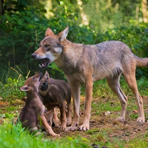 Grey wolf (Canis lupus) mother and two month cubs, captive