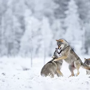 Two Grey wolves (Canis lupus) play fighting in snow, Finland. November