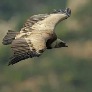 Griffon vulture (Gyps fulvus) in flight, Monfrague National Park, Extremadura, Spain