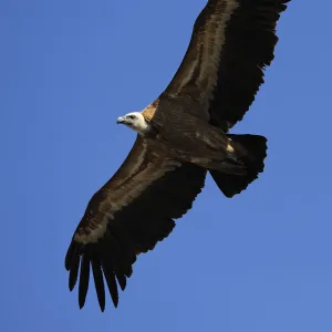 Griffon vulture (Gyps fulvus) in flight, Montejo de la Vega, Segovia, Castilla y Leon