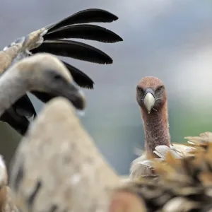 Griffon vultures (Gyps fulvus) Andorra, June 2009