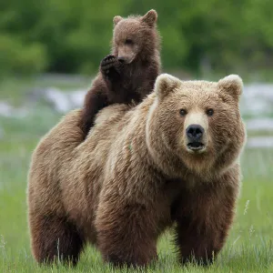 Grizzly bear (Ursus arctos horribilis) female with cub riding on back, Katmai National Park, Alaska, USA, August