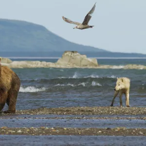 Grizzly bear (Ursus arctos horribilis) and Grey wolf (Canis lupus) on beach, Katmai National Park