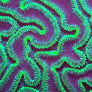 Grooved brain coral (Diploria labyrinthiformis) at night with polyps extended to feed, Grand Cayman, Cayman Islands, British West Indies. Caribbean Sea