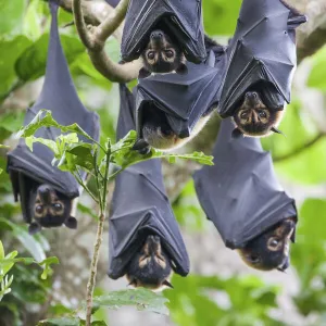 Pteropodidae Framed Art Print Collection: Spectacled Flying Fox