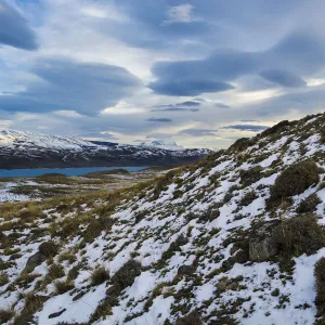 Guanaco (Lama guanicoe) with lake and mountains, Torres del Paine National Park, Patagonia